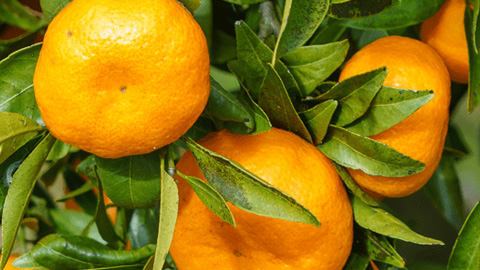 LeanBliss Ingredient citrus Sinensis 